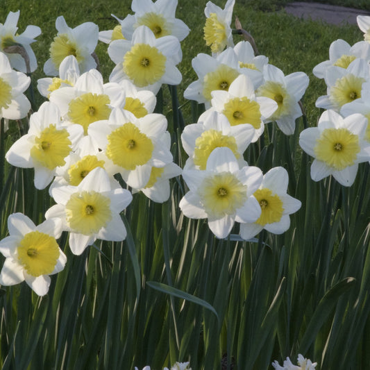 Narzissen mit großer Krone Ice Follies (x5) - Narcissus 'ice follies' - Narzissen