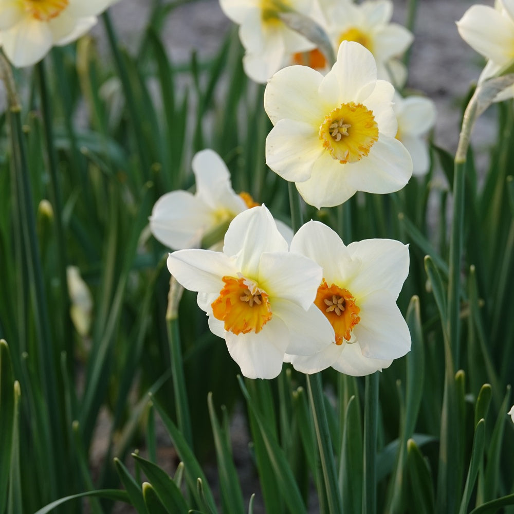 Narzissen mit kleine krone Barrett Browning (x5) - Narcissus Barrett Browning - Blumenzwiebeln