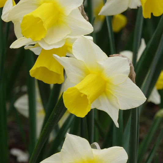 Narzissen Golden Echo (x7) - Narcissus 'golden echo' - Blumenzwiebeln
