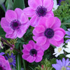 Anemonen coronaria - Rosa - Anemone 'sylphide' - Blumenzwiebeln