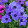 Anemonen coronaria - Blau - Anemone 'm.fokker' - Blumenzwiebeln Frühlingsblüher