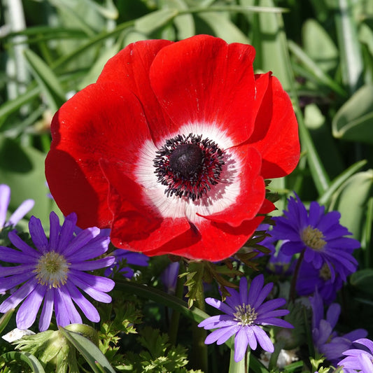 Anemonen coronaria - Rot - Anemone 'hollandia' - Blumenzwiebeln