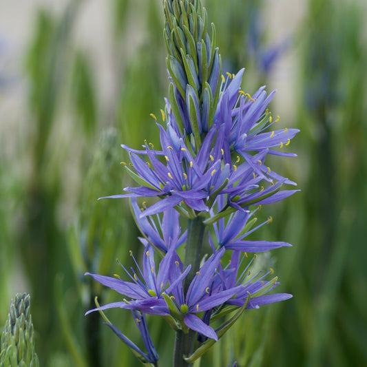 Leichtlin-Kamassien mit blauen Blüten - Bakker