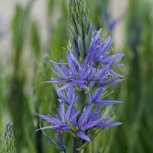 Leichtlin-Kamassien mit blauen Blüten - Camassia 'leichtlinii' subsp. suksdorfii - Blumenzwiebeln