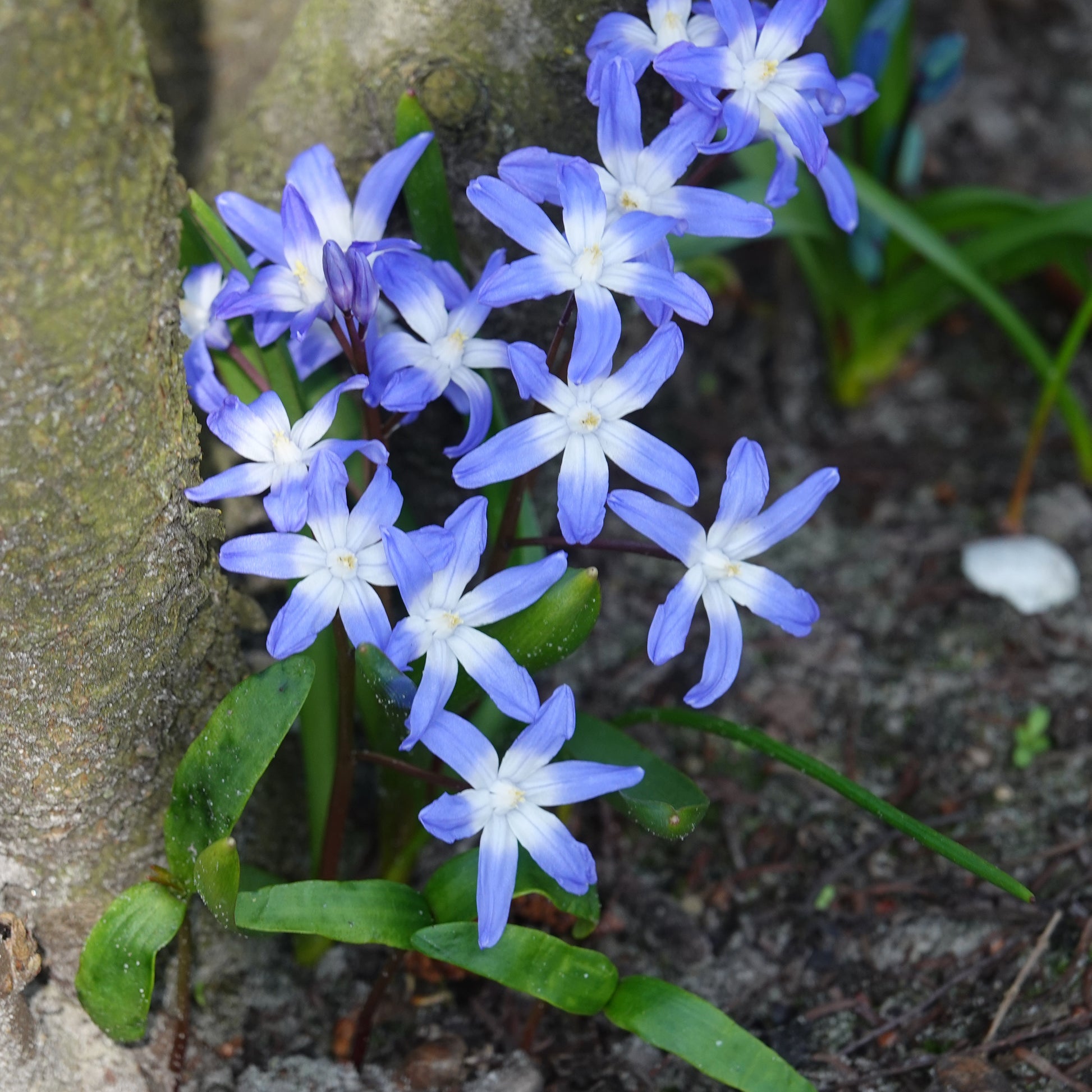 Schneeglanz Forbesii - Chionodoxa 'forbesii' - Blumenzwiebeln