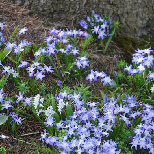 Schneeglanz Forbesii - Chionodoxa 'forbesii' - Blumenzwiebeln Frühlingsblüher
