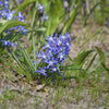 Schneeglanz Luciliae - Chionodoxa 'luciliae' - Blumenzwiebeln