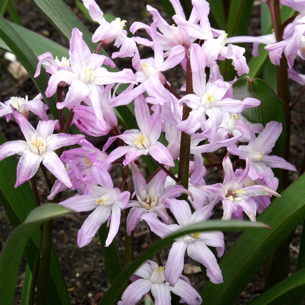 Schneeglanz Pink Giant - Chionodoxa 'pink giant' - Blumenzwiebeln