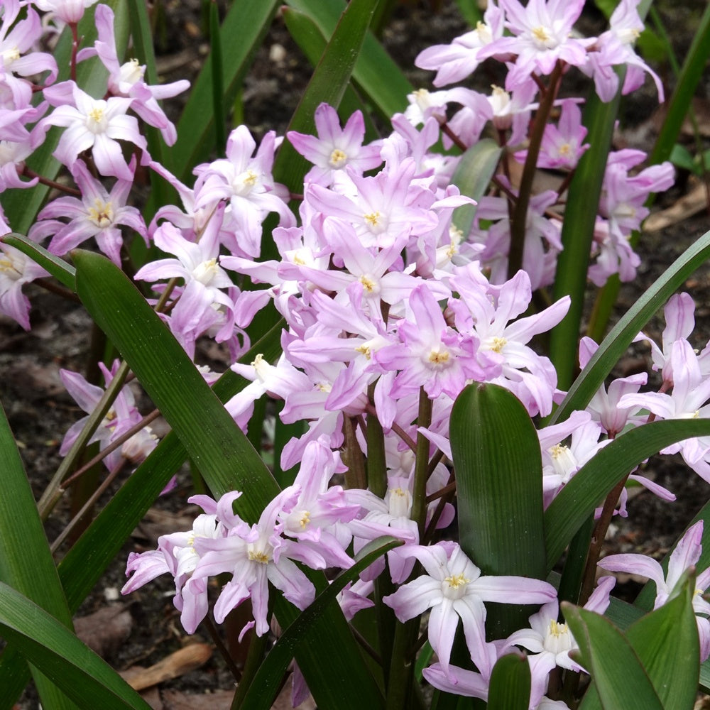 Schneeglanz Pink Giant - Chionodoxa 'pink giant' - Blumenzwiebeln Frühlingsblüher