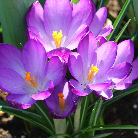 Hybridkrokusse Ruby Giant - Bakker