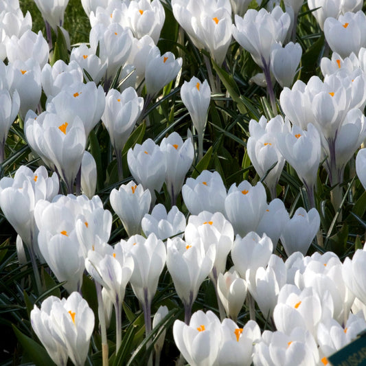 Krokusse mit großen Blüten Jeanne d'Arc - Crocus 'jeanne d'arc' - Blumenzwiebeln Frühlingsblüher