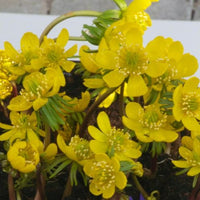 Schneerosen - Eranthis hyemalis - Gartenpflanzen