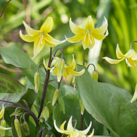 Pagoden-Blutstorchschnabel - Erythronium 'pagoda' - Bakker