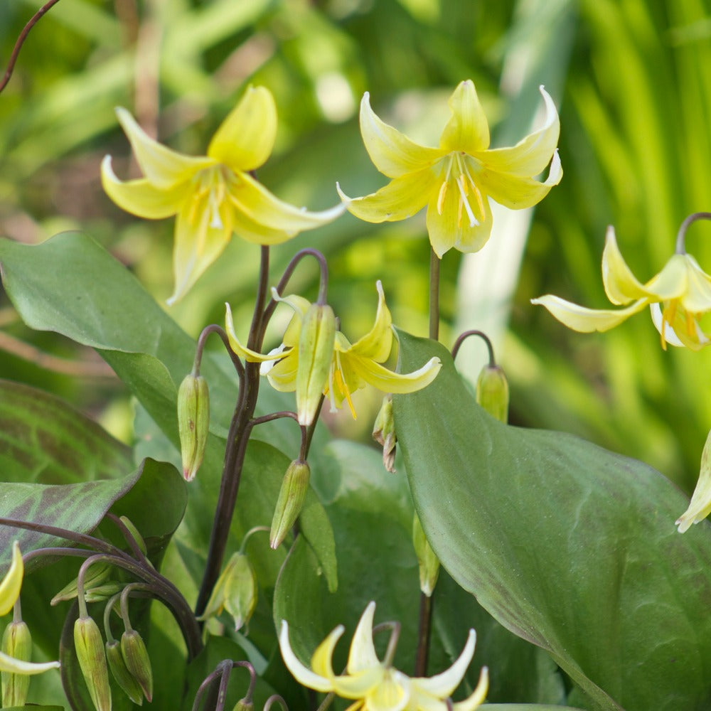 Pagoden-Blutstorchschnabel - Erythronium 'pagoda' - Blumenzwiebeln