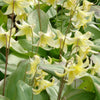 Pagoden-Blutstorchschnabel - Erythronium 'pagoda' - Blumenzwiebeln Frühlingsblüher