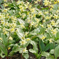 Pagoden-Blutstorchschnabel - Erythronium 'pagoda'