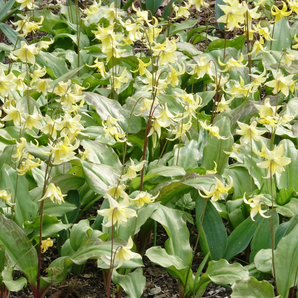 Pagoden-Blutstorchschnabel - Erythronium 'pagoda'