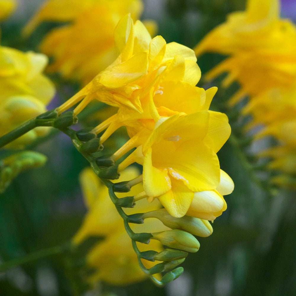 Freesie - Gelb - Freesia 'yellow' - Blumenzwiebeln