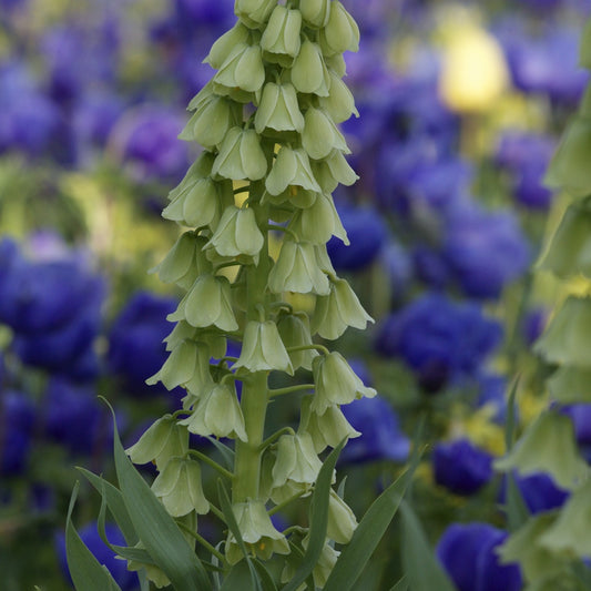 Persisches Kugelblümchen 'Ivory Bells' - Bakker