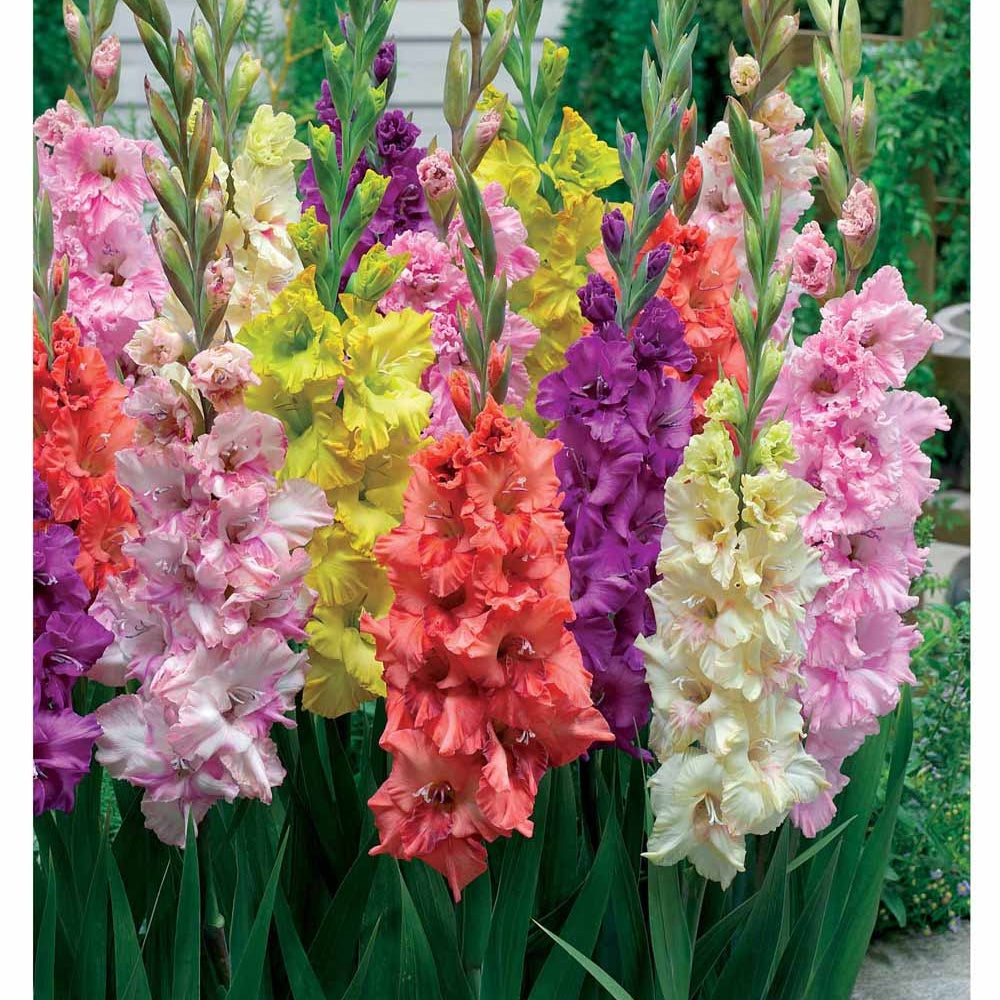 Gladiole Mischung 'Parkiet' (x25) - Bakker