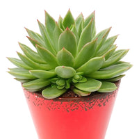 Verkauf Sukkulente Echeveria agavoides - Echeveria agavoides