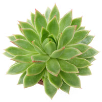Verkauf Sukkulente Echeveria agavoides