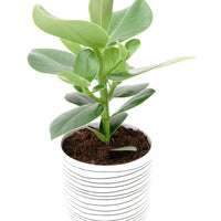 Balsamapfel 'Princess' - Clusia rosea princess - Bakker