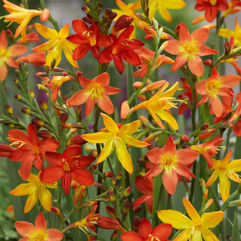 Crocosmia - Montbretie - Montbretien Mischung (x30) - Crocosmia