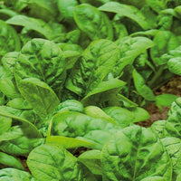 Spinat 'Nores' - Beta vulgaris nores - Gemüsesaat