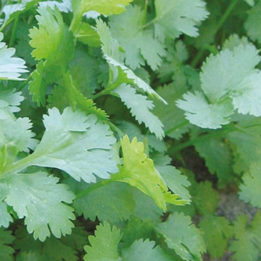 Koriander Coriandrum sativum - Coriandrum sativum marino - Gemüsegarten