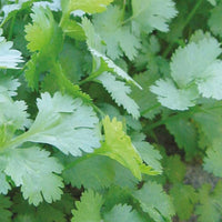Verkauf Sammlung von Bio-Aromaten - Collection de 4 aromatiques bio