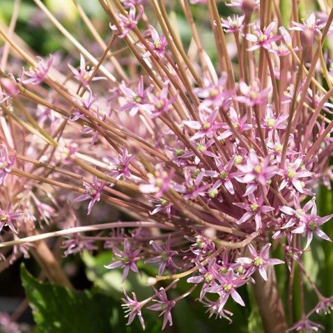 Verkauf Schuberts Zierlauch (x5) - Allium schubertii