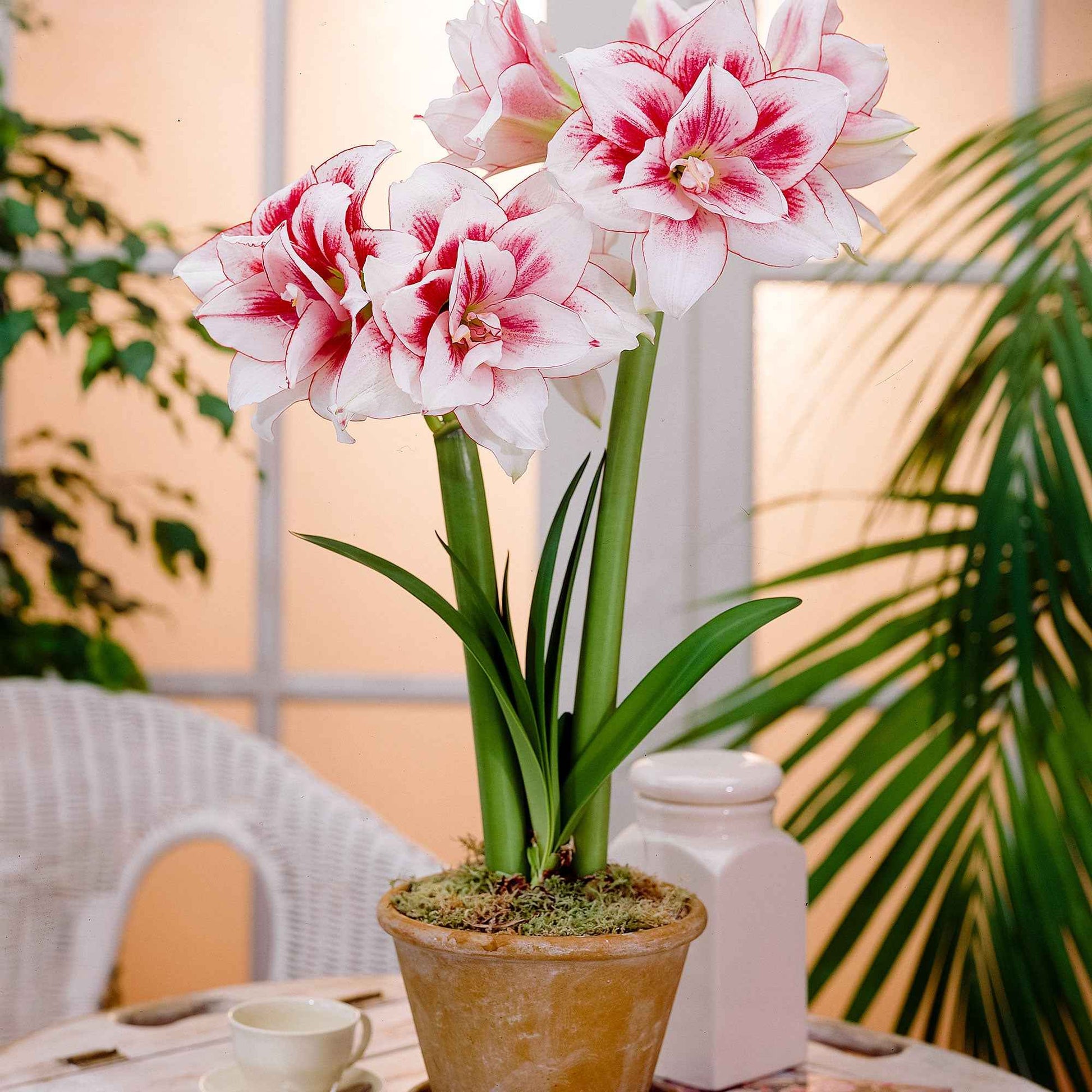 Amaryllis 'Elvas' rot-weiβ - Alle beliebten Blumenzwiebeln
