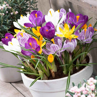 25x Großblütler Krokus Crocus grandiflorus - Mischung 'Sensation' - Alle Blumenzwiebeln