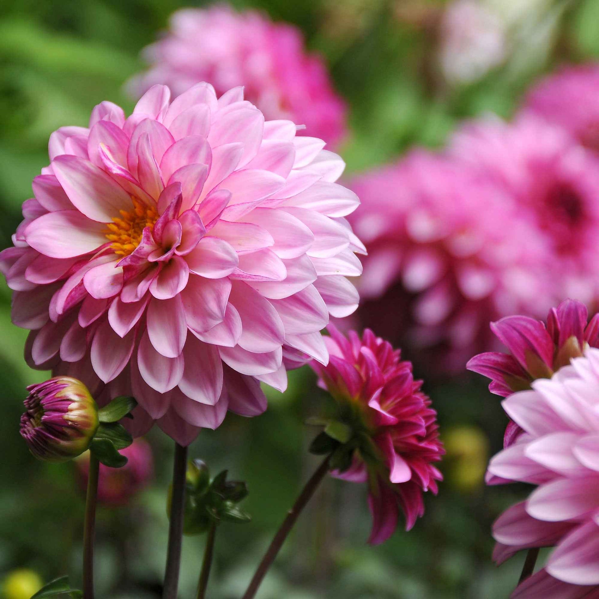 Dahlie 'Onesta' Rosa - Alle beliebten Blumenzwiebeln