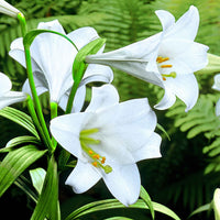 5x Lilie 'White Heaven' weiβ - Alle beliebten Blumenzwiebeln