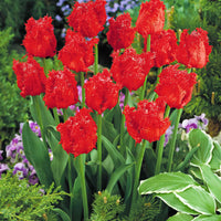 10x Gefranste Tulpen - Alle Blumenzwiebeln