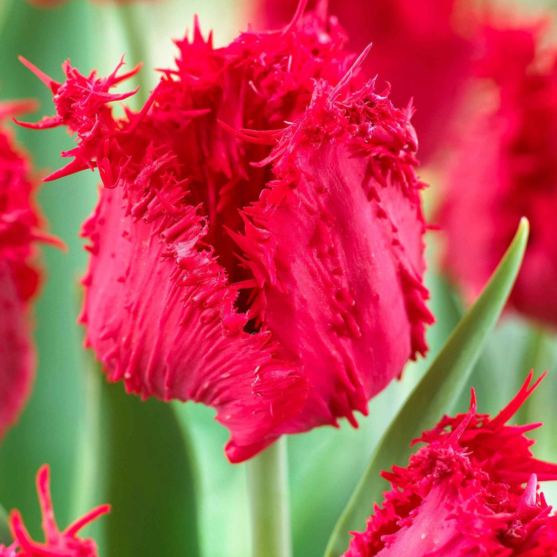 10x Gefranste Tulpen - Beliebte Blumenzwiebeln