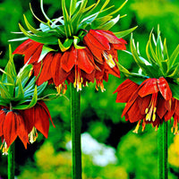2x Kaiserkrone Fritillaria 'Rubra maxima' rot Orange-Rot - Besondere Arten von Blumenzwiebeln
