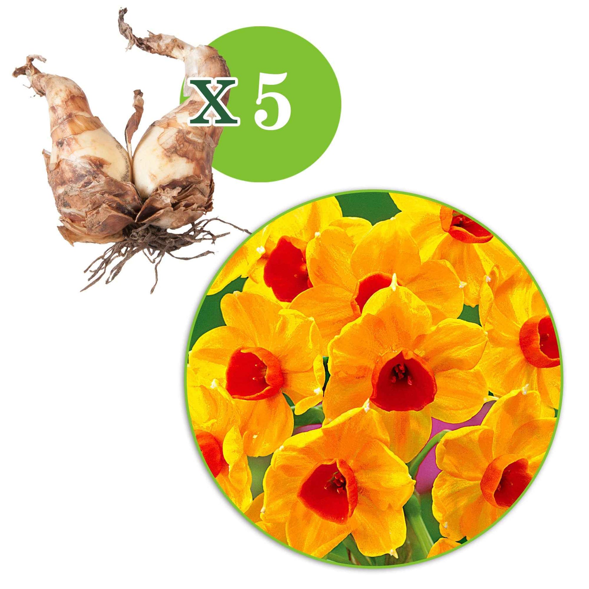 5x Narzisse 'Grand Soleil d'Or' orange-gelb - Beliebte Blumenzwiebeln