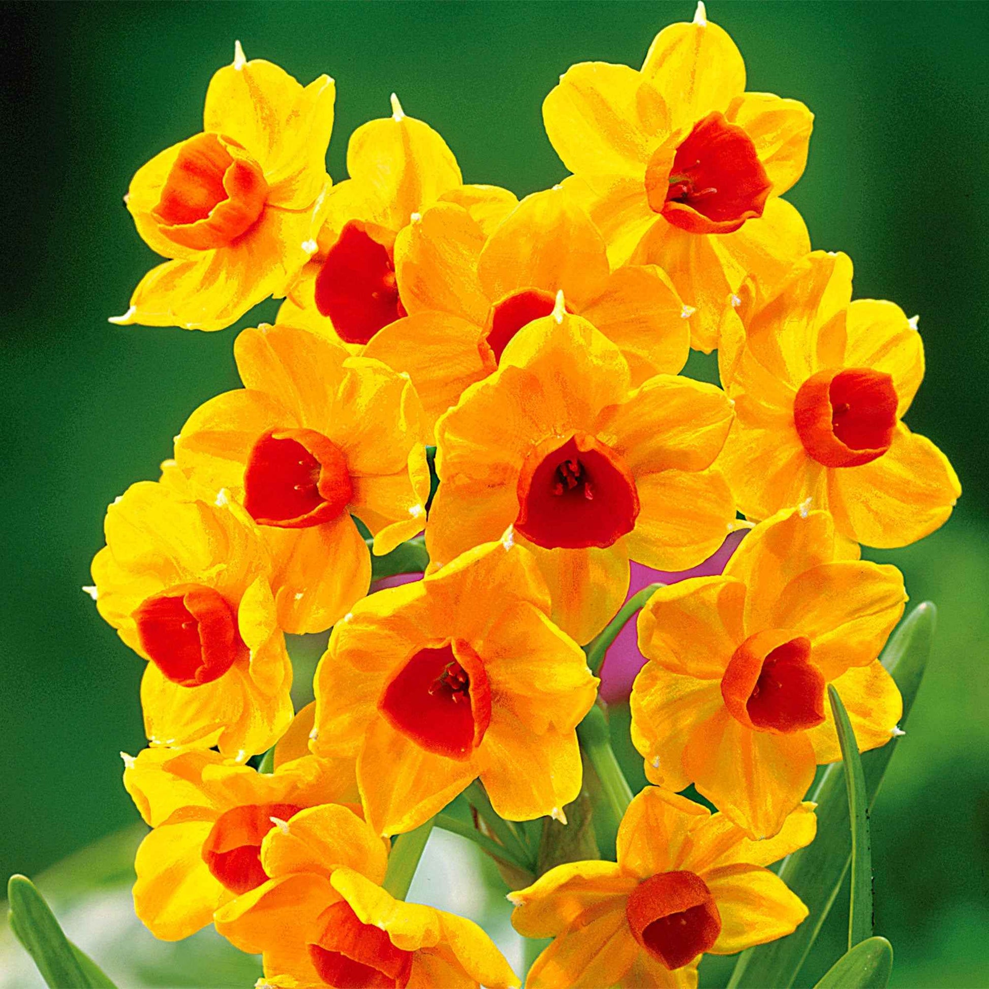 5x Narzisse 'Grand Soleil d'Or' orange-gelb - Alle beliebten Blumenzwiebeln