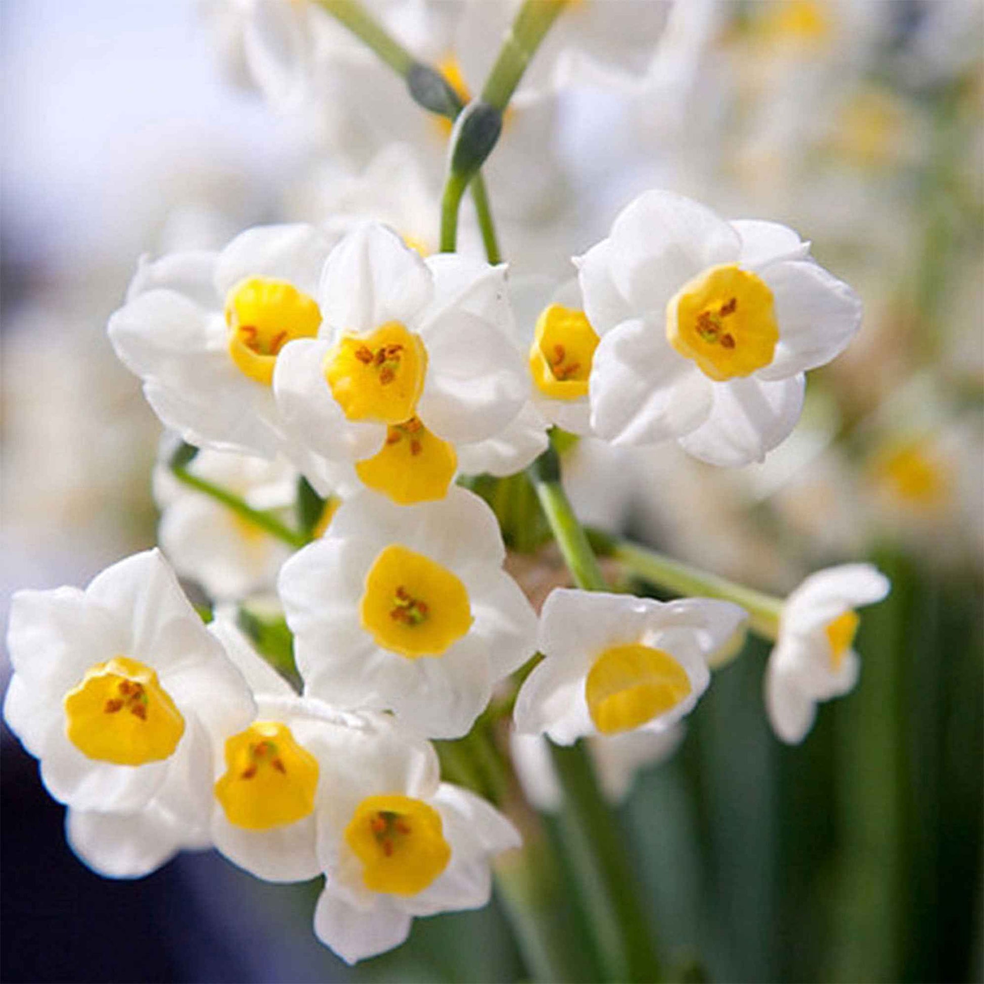 5x Narzisse 'Avalanche' weiβ-gelb - Beliebte Blumenzwiebeln