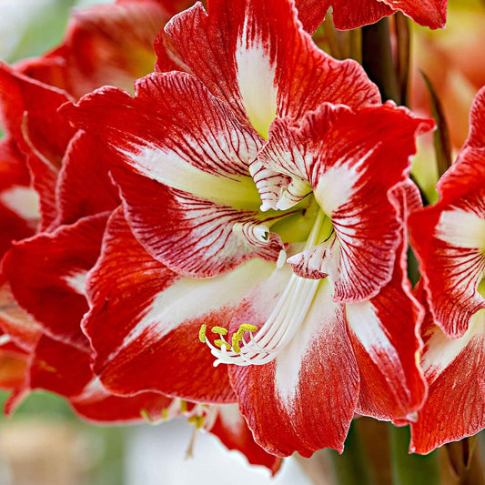 Amaryllis 'Minerva' rot-weiβ - Alle beliebten Blumenzwiebeln