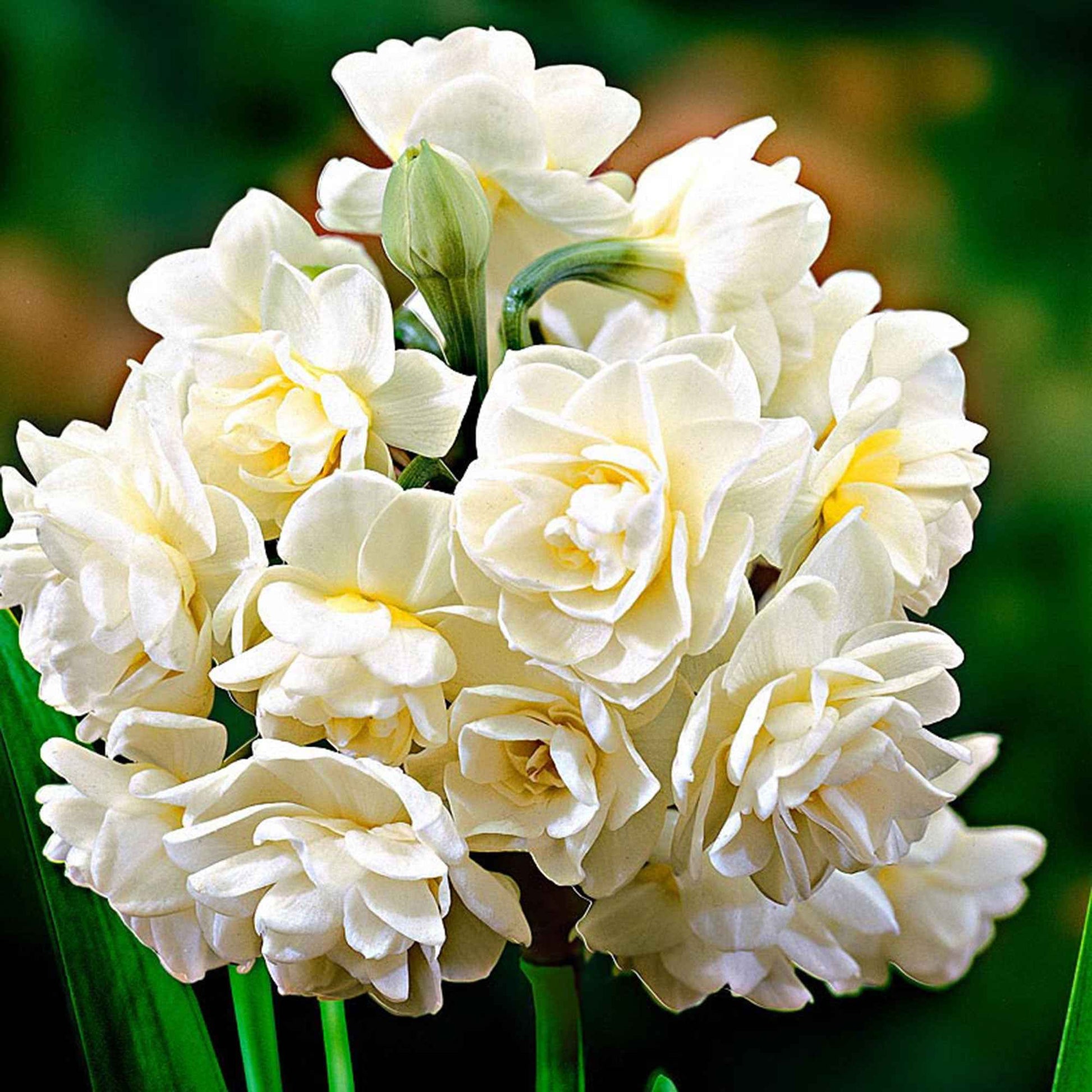 5x Narzisse 'Erlicheer' weiβ - Alle beliebten Blumenzwiebeln
