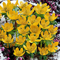 25x Winterling Eranthis cilicica gelb - Winterhart - Bienen- und schmetterlingsfreundliche Pflanzen