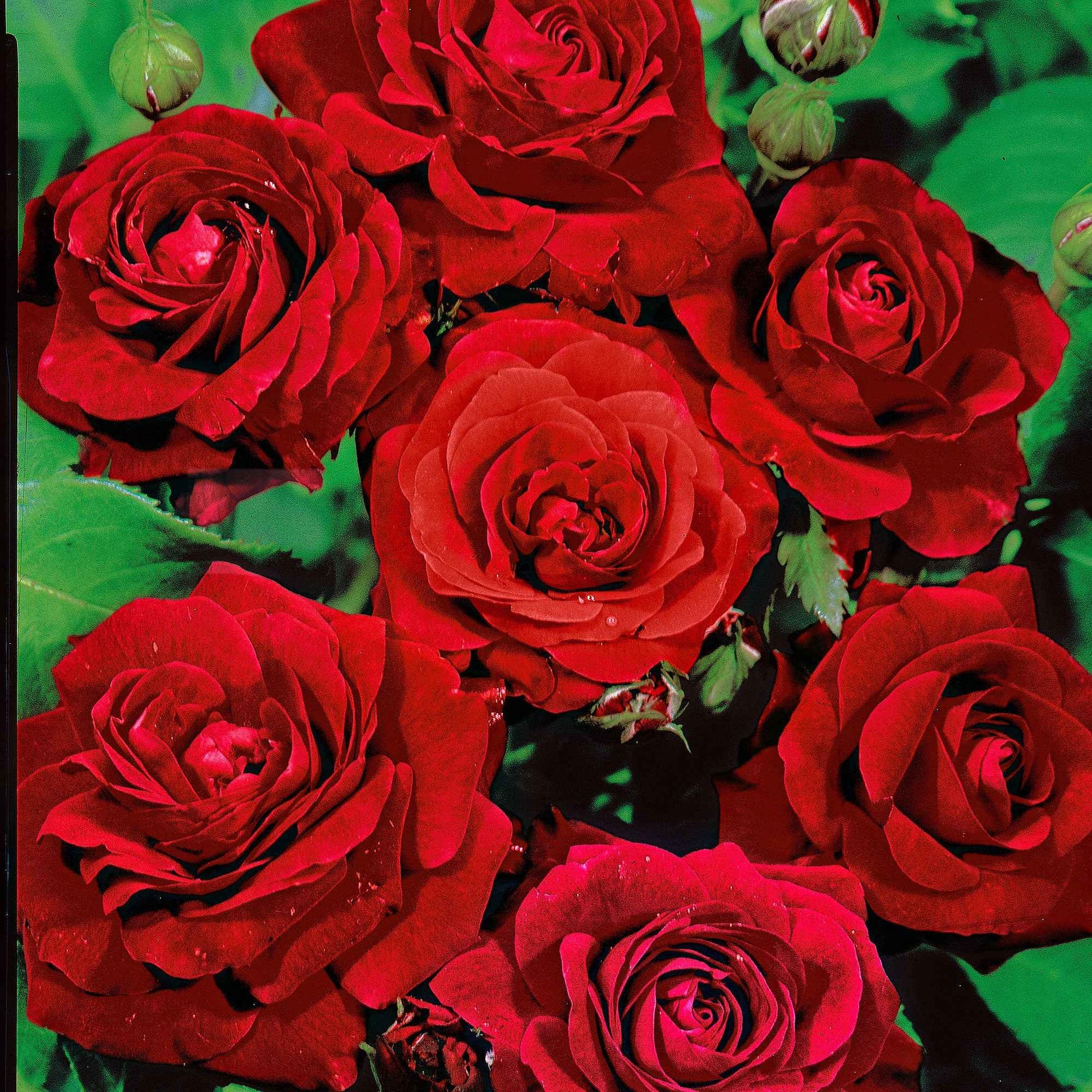 Büschelrose 'Rosa'  'Nina Rosa'® Rot  - Wurzelnackte Pflanzen - Winterhart - Duftende Rosen