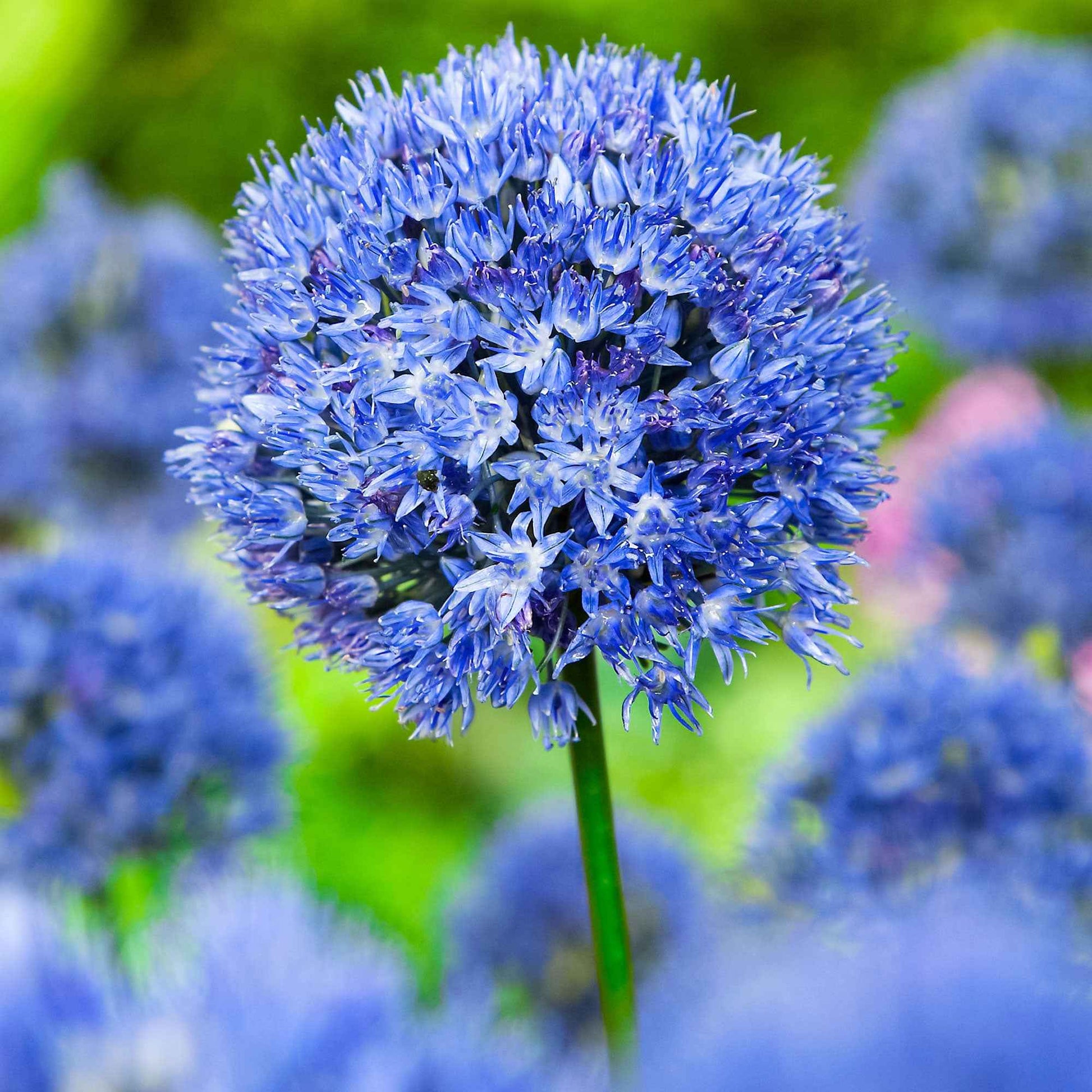 50x Blauer Lauch, Zierlauch Allium caeruleum Blau - Alle beliebten Blumenzwiebeln