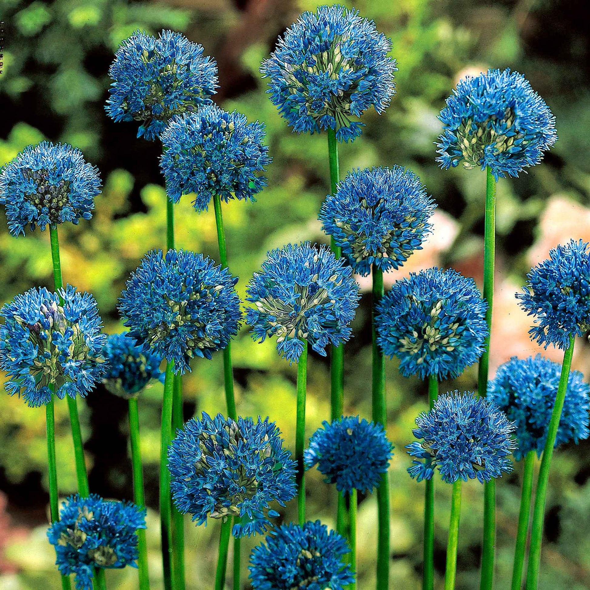 50x Blauer Lauch, Zierlauch Allium caeruleum Blau - Alle Blumenzwiebeln