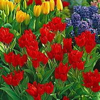 25x Mehrblütige Tulpen - Alle beliebten Blumenzwiebeln