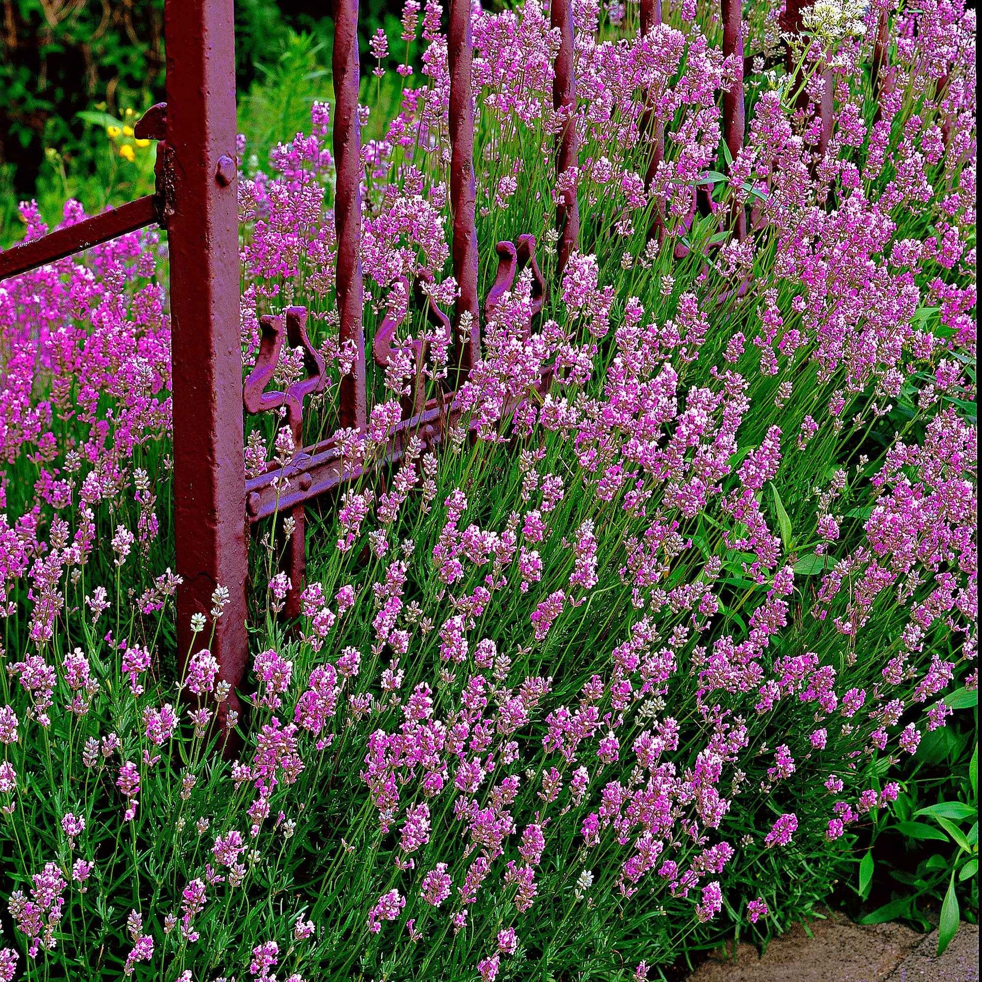 6x Hauswurz Lavandula 'Loddon Pink' rosa - Winterhart - Bienen- und schmetterlingsfreundliche Pflanzen